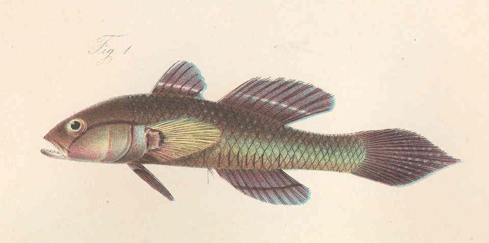 ภาพประกอบของ ปลาบู่ schlegelii (Porogobius schlegelii)