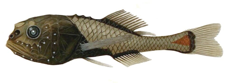 ภาพประกอบของ ปลา crassiceps (Poromitra crassiceps)
