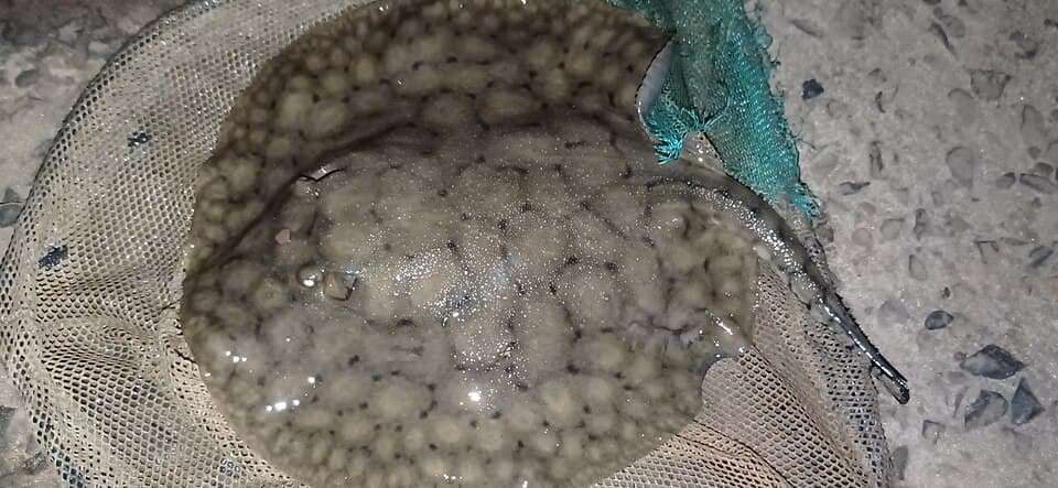 ภาพประกอบของ ปลา brachyura (Potamotrygon brachyura)