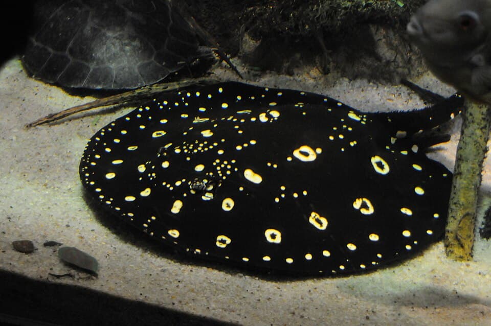 ภาพประกอบของ ปลา henlei (Potamotrygon henlei)