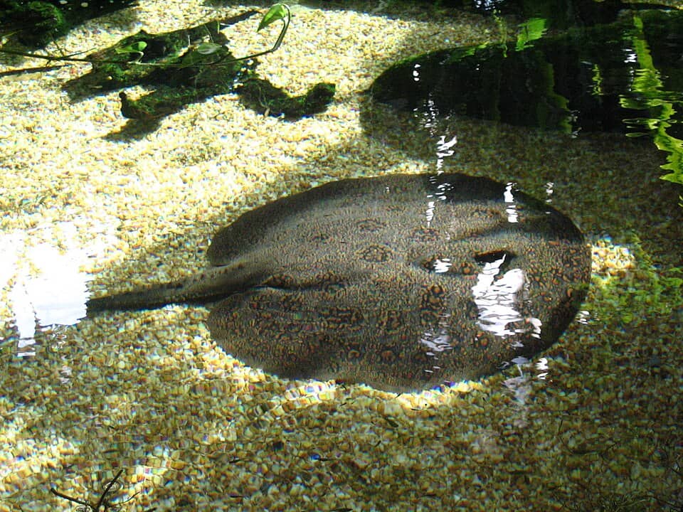 ภาพประกอบของ ปลา orbignyi (Potamotrygon orbignyi)