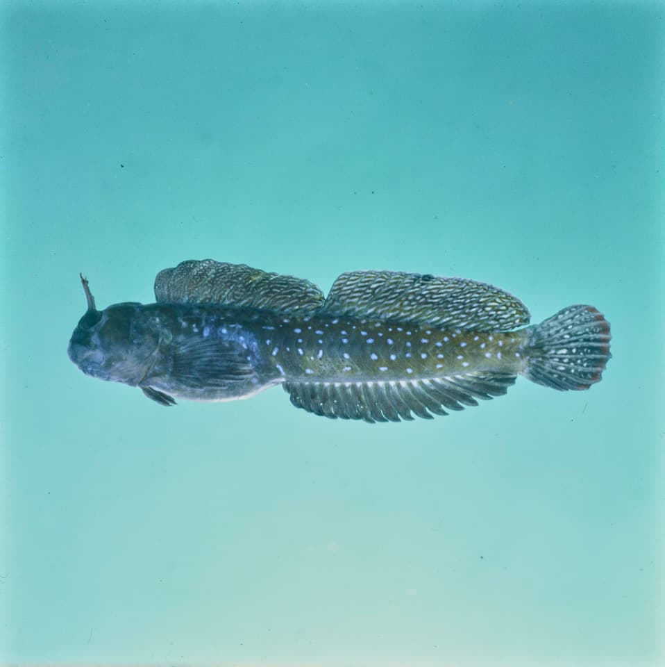 ภาพประกอบของ ปลาตั๊กแตนหิน multistriatus (Praealticus multistriatus)