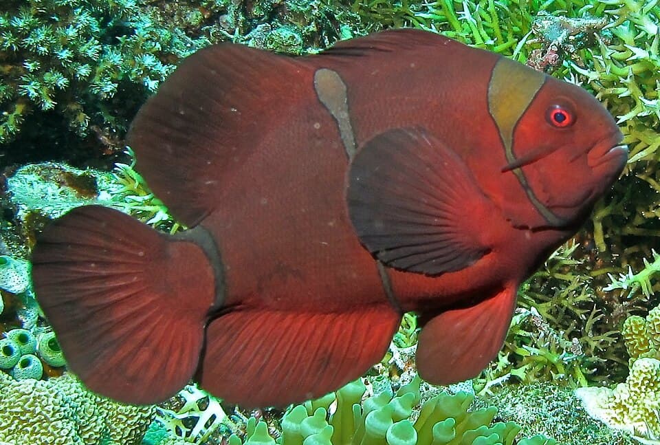ภาพประกอบของ ปลาการ์ตูนแดงหนามแก้ม (มารูน) (Premnas biaculeatus)