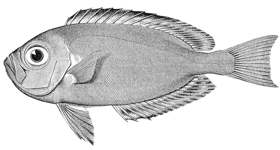 ภาพประกอบของ ปลา meeki (Priacanthus meeki)