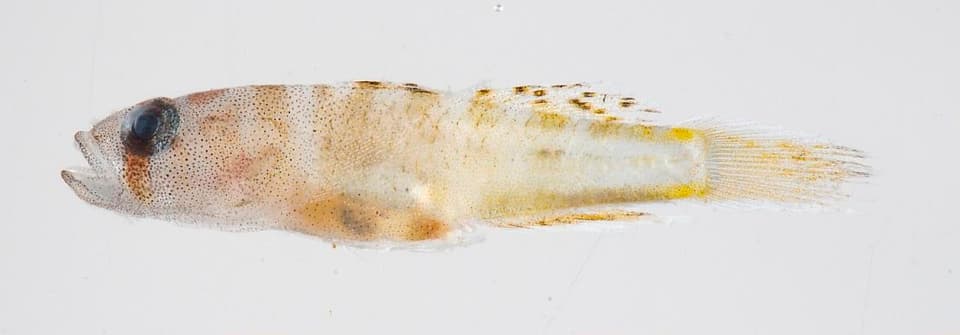 ภาพประกอบของ ปลาบู่บู่ (Priolepis ailina)