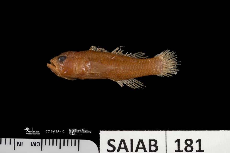 ภาพประกอบของ ปลาบู่ anthioides (Priolepis anthioides)