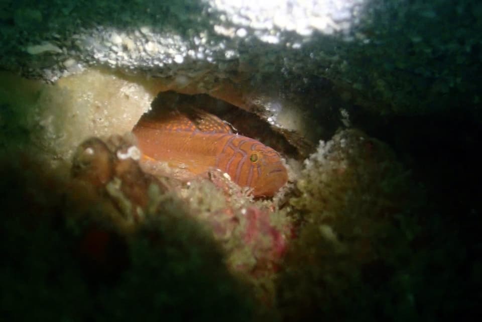 ภาพประกอบของ ปลาบู่บู่ (Priolepis compita)