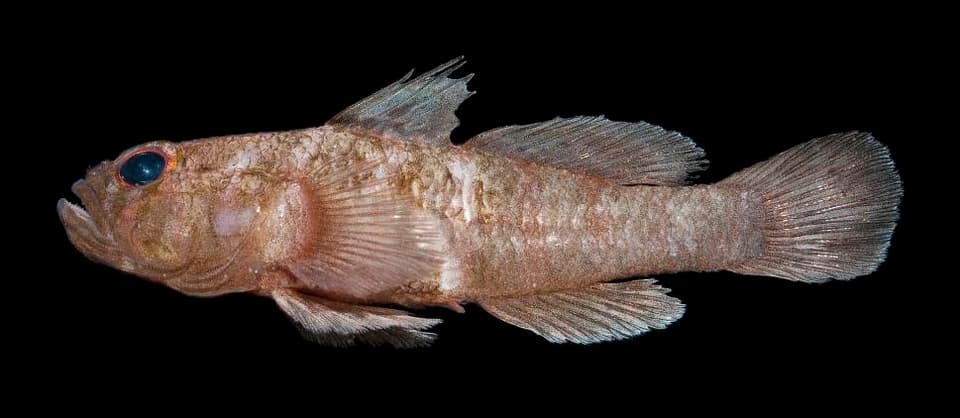 ภาพประกอบของ ปลาบู่บู่ (Priolepis eugenius)