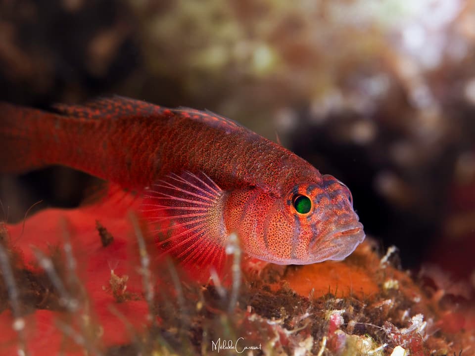 ภาพประกอบของ ปลาบู่บู่ (Priolepis hipoliti)