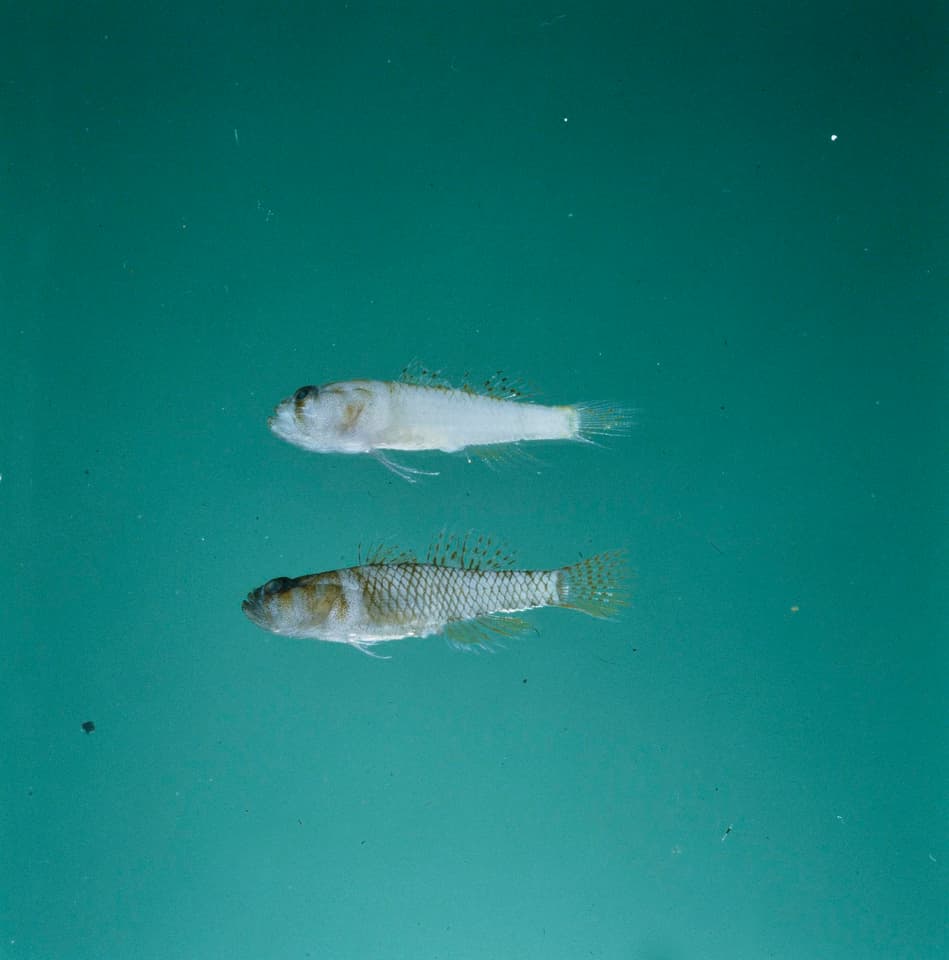 ภาพประกอบของ ปลาบู่บู่ (Priolepis limbatosquamis)