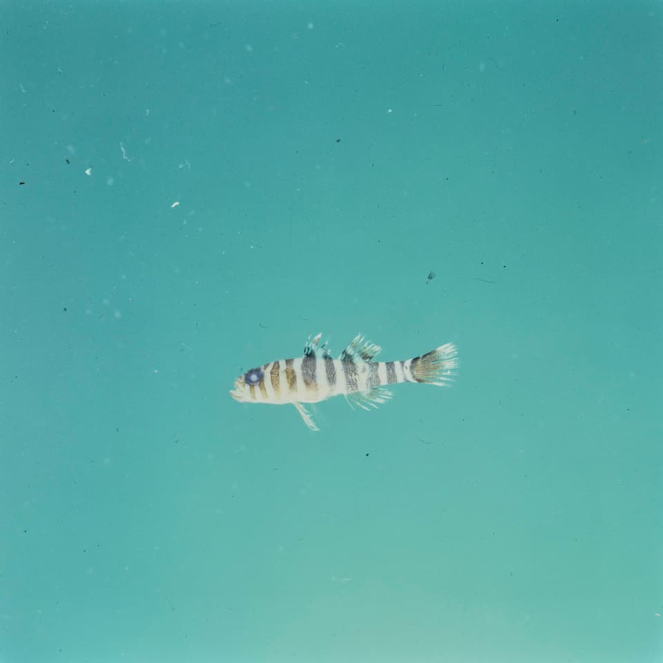 ภาพประกอบของ ปลาบู่บู่ (Priolepis randalli)
