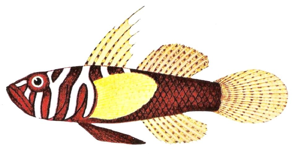ภาพประกอบของ ปลาบู่บู่ (Priolepis semidoliata)