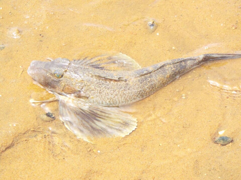 ภาพประกอบของ ปลา carolinus (Prionotus carolinus)