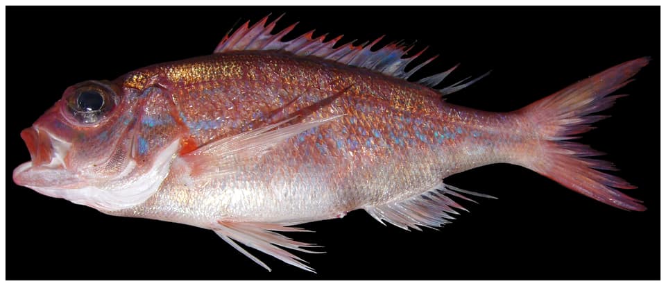 ภาพประกอบของ ปลา aquilonaris (Pristipomoides aquilonaris)