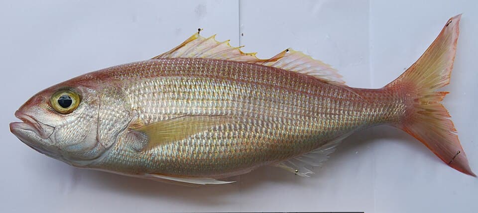 ภาพประกอบของ ปลา filamentosus (Pristipomoides filamentosus)