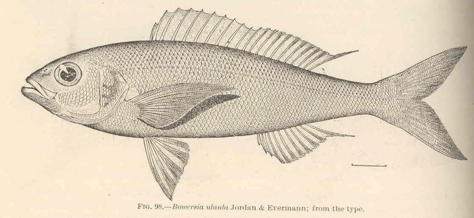 ภาพประกอบของ ปลา sieboldii (Pristipomoides sieboldii)