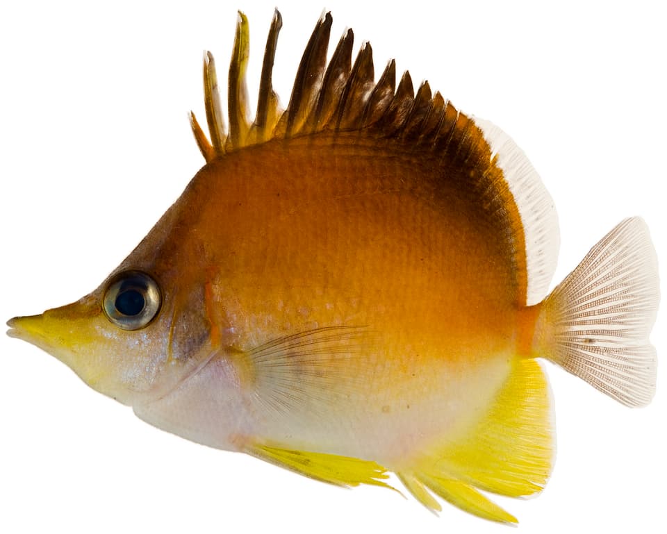 ภาพประกอบของ ปลาผีเสื้อแอตแลนติกจมูกยาว (Prognathodes aculeatus)