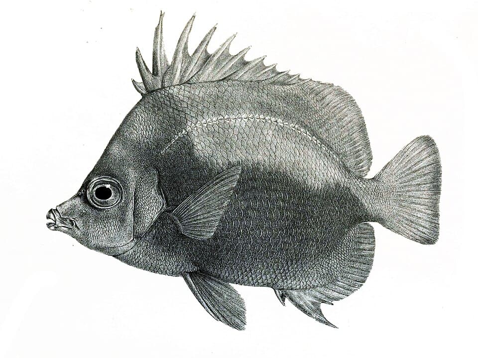 ภาพประกอบของ ปลาผีเสื้อ dichrous (Prognathodes dichrous)