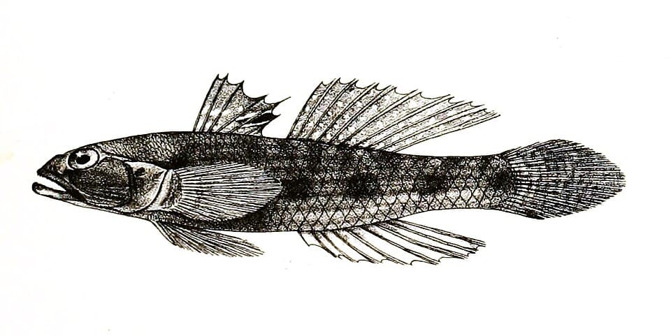 ภาพประกอบของ ปลาบู่ขี้เซา (Psammogobius biocellatus)