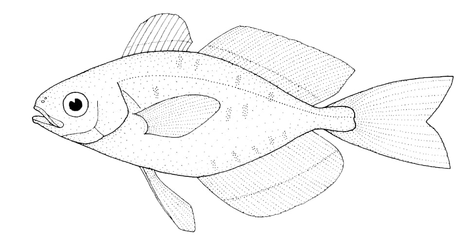 ภาพประกอบของ ปลา pellucidus (Psenes pellucidus)