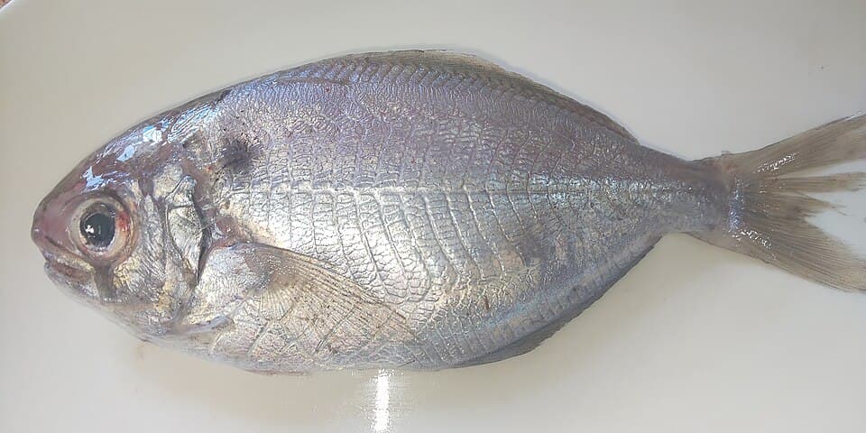 ภาพประกอบของ ปลา anomala (Psenopsis anomala)