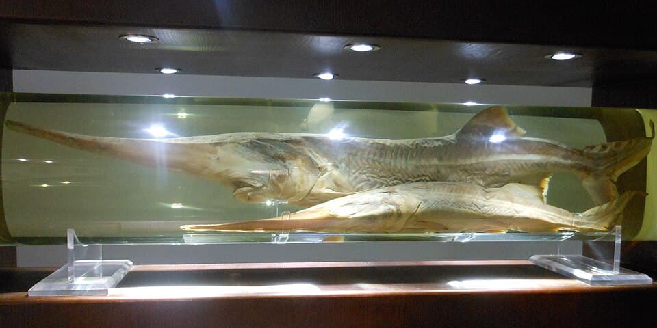 ภาพประกอบของ ปลา gladius (Psephurus gladius)