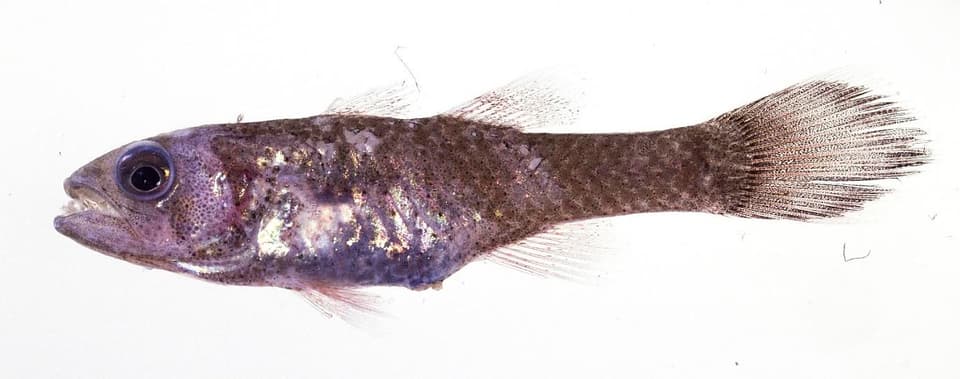 ภาพประกอบของ ปลาอมไข่ hayashii (Pseudamia hayashii)