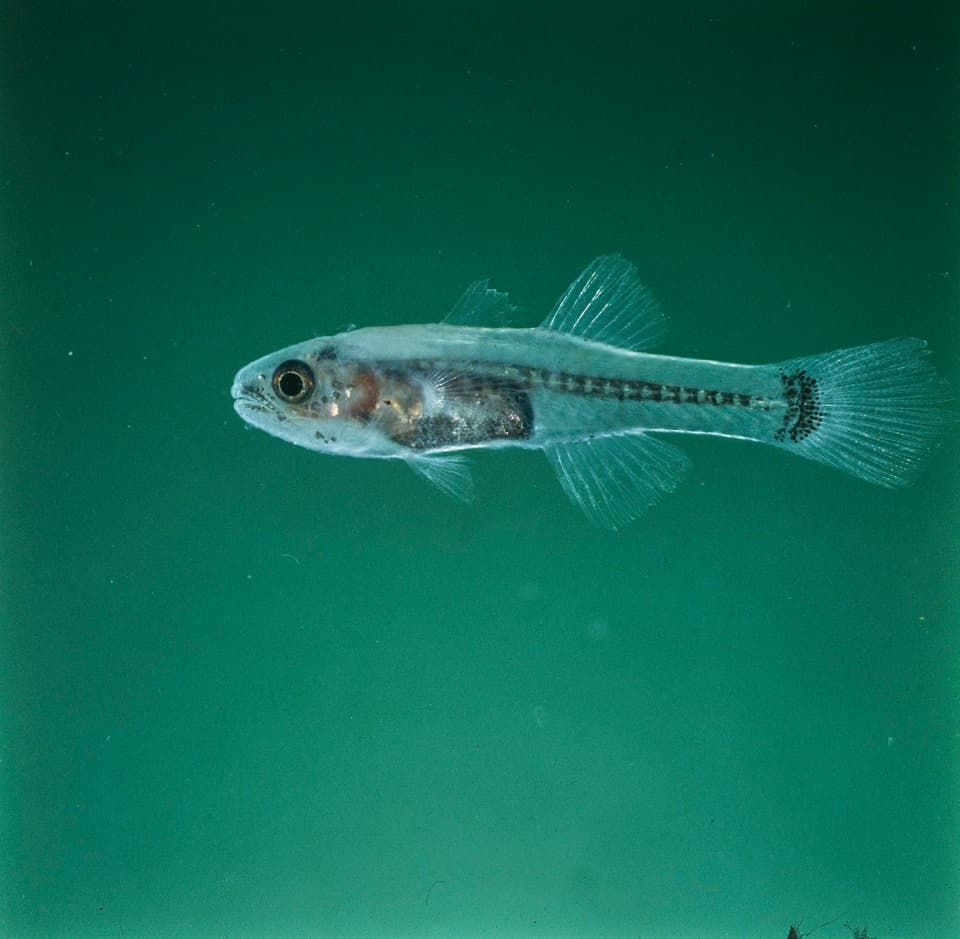 ภาพประกอบของ ปลาอมไข่ diaphanes (Pseudamiops diaphanes)