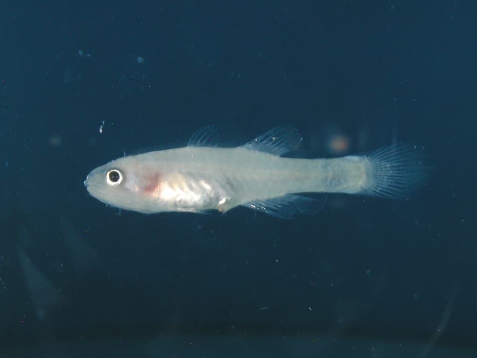 ภาพประกอบของ ปลาอมไข่ pellucidus (Pseudamiops pellucidus)