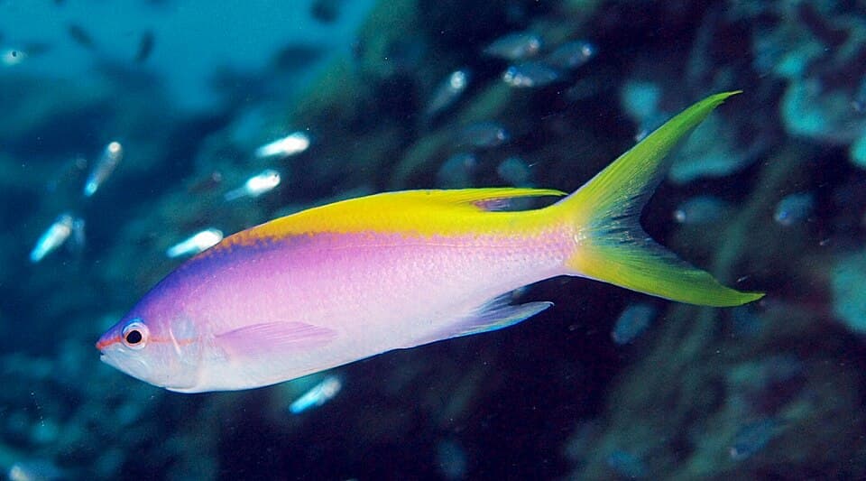 ภาพ ปลาทองทะเลหลังสีเหลือง (Mirolabrichthys evansi)