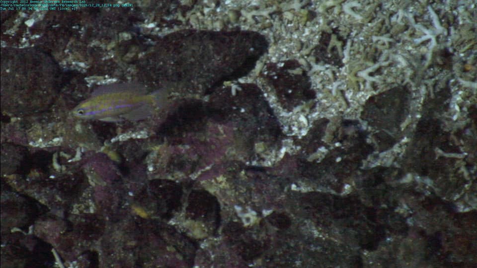 ภาพประกอบของ ปลานางฟ้านางฟ้า (Pseudanthias fucinus)