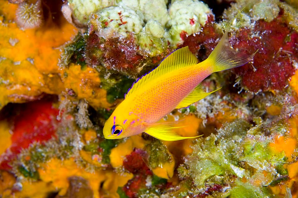 ภาพประกอบของ ปลานางฟ้า hawaiiensis (Pseudanthias hawaiiensis)