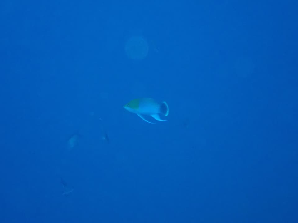 ภาพประกอบของ ปลานางฟ้าส้ม (Pseudanthias heemstrai)