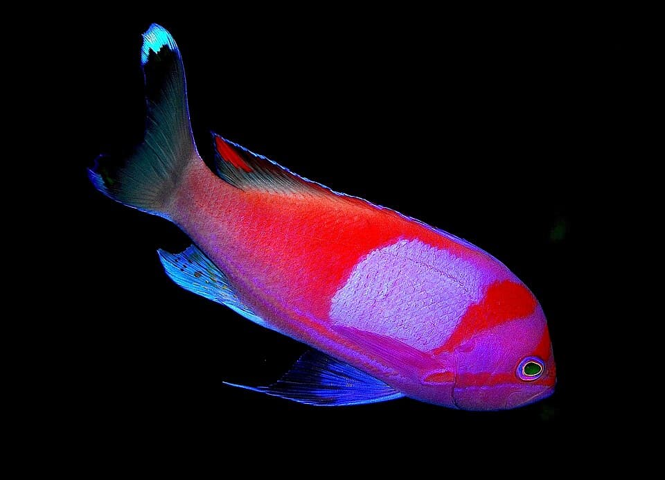 ภาพ ปลานางฟ้าสี่เหลี่ยม (Pseudanthias pleurotaenia)