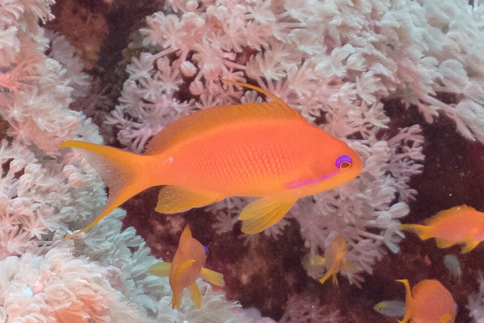 ภาพ ปลานางฟ้าเกล็ดทอง (Pseudanthias squamipinnis)