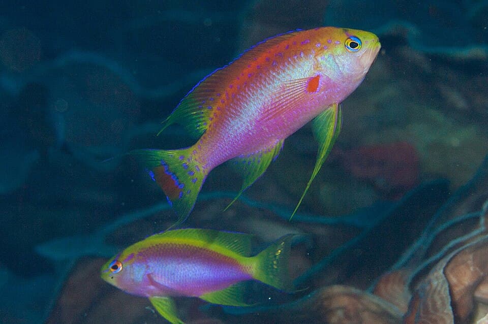 ภาพประกอบของ ปลานางฟ้าครีบยาว (Pseudanthias ventralis)