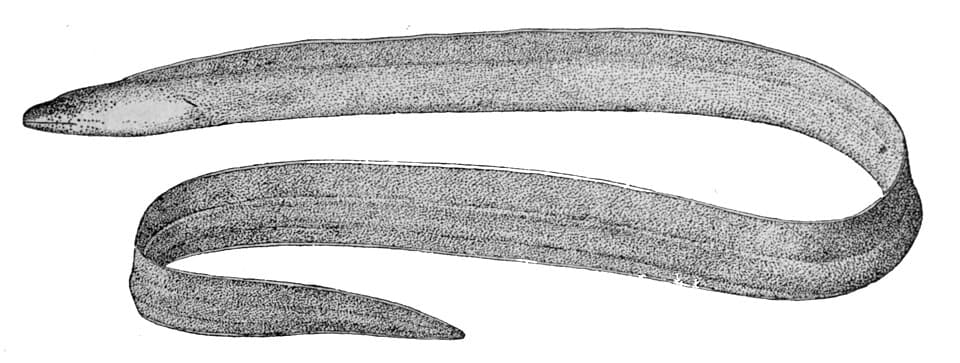 ภาพประกอบของ ปลาไหลมอเรย์ brummeri (Pseudechidna brummeri)