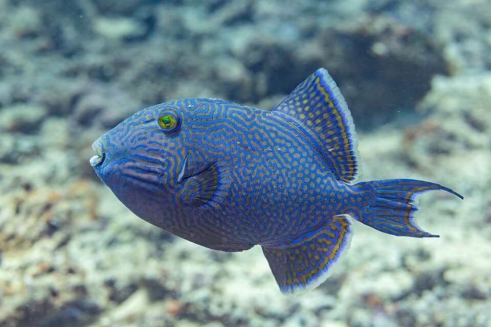 ภาพประกอบของ ปลาวัวน้ำเงินลายเส้น (Pseudobalistes fuscus)
