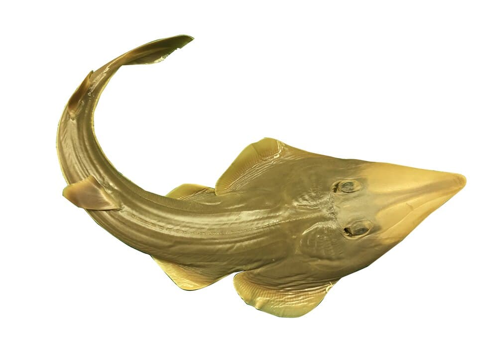 ภาพประกอบของ ปลา buthi (Pseudobatos buthi)