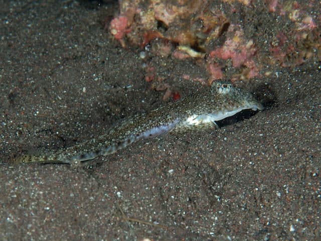 ภาพประกอบของ ปลามังกรน้อย variegatus (Pseudocalliurichthys variegatus)