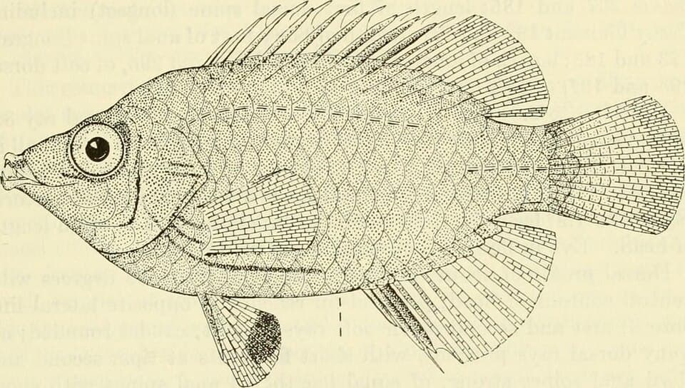 ภาพประกอบของ ปลานกขุนทอง ataenia (Pseudocheilinops ataenia)