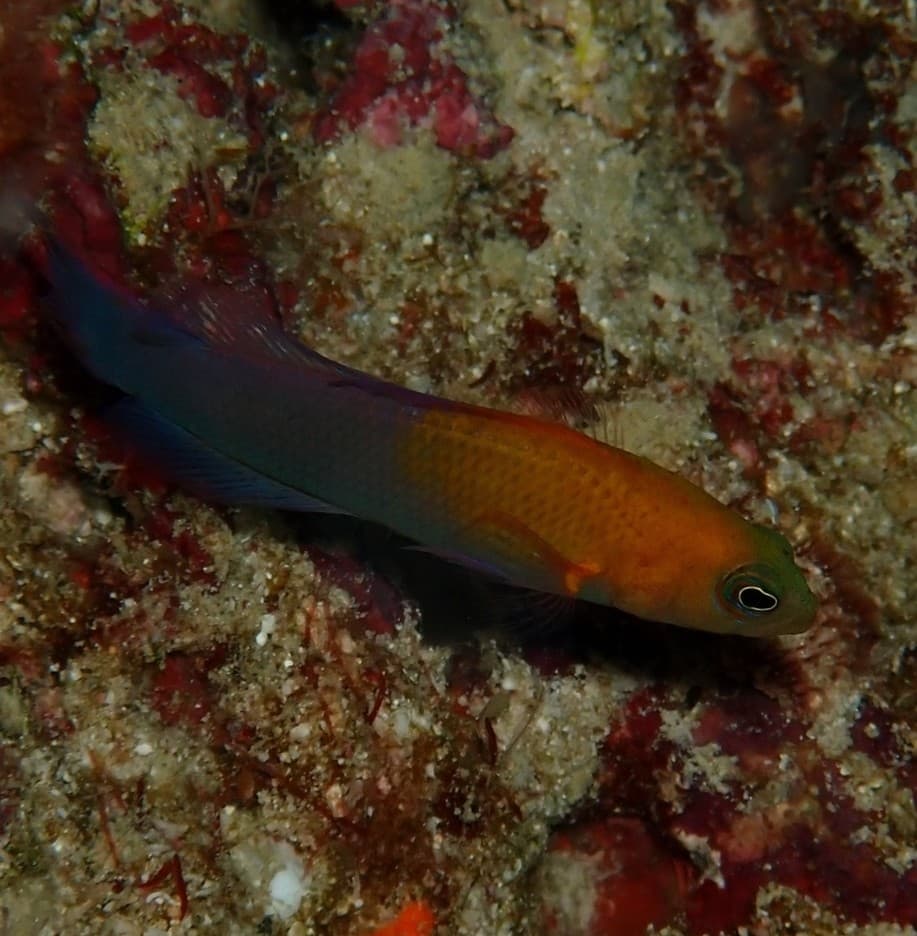 ภาพประกอบของ ปลาดอตตี้แบ็คอันดามัน (Pseudochromis andamanensis)