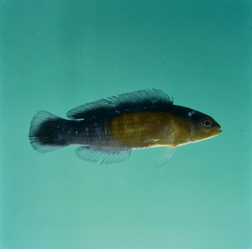 ภาพประกอบของ ปลาดอตตี้แบ็คเหลือง (Pseudochromis coccinicauda)
