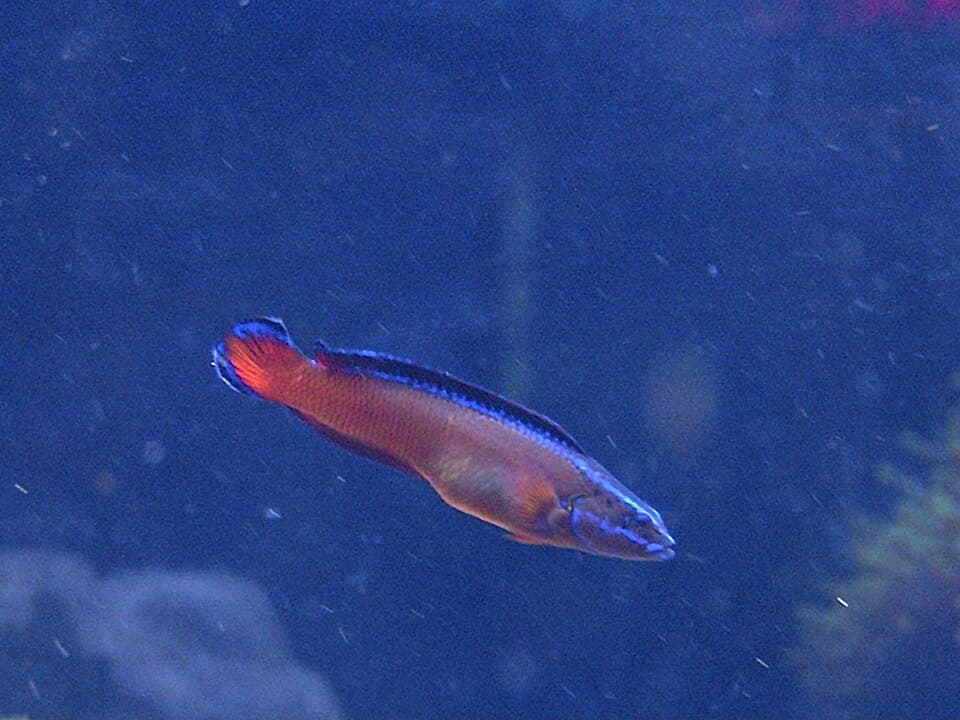 ภาพประกอบของ ปลาดอตตี้แบ็คแอฟริกาน้ำเงินลายเส้น (Pseudochromis dutoiti)