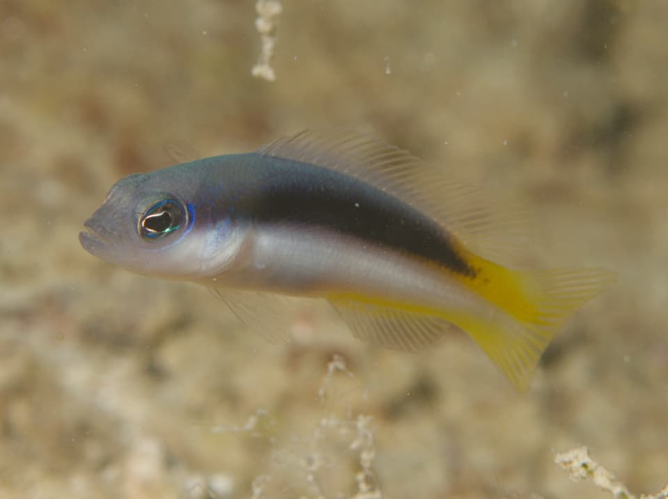 ภาพประกอบของ ปลาดอตตี้แบ็ค eichleri (Pseudochromis eichleri)