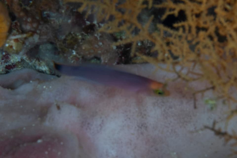 ภาพประกอบของ ปลาดอตตี้แบ็ค elongatus (Pseudochromis elongatus)