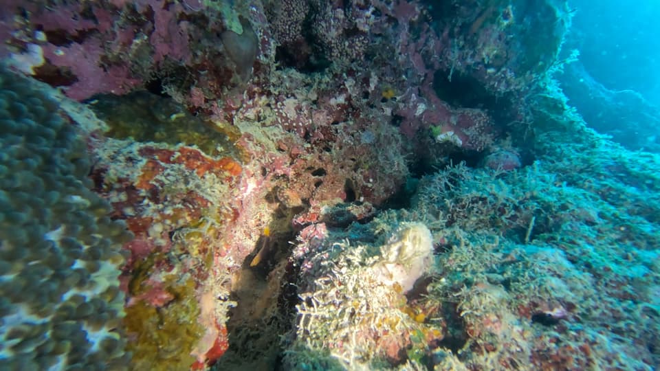 ภาพประกอบของ ปลาดอตตี้แบ็ค flammicauda (Pseudochromis flammicauda)