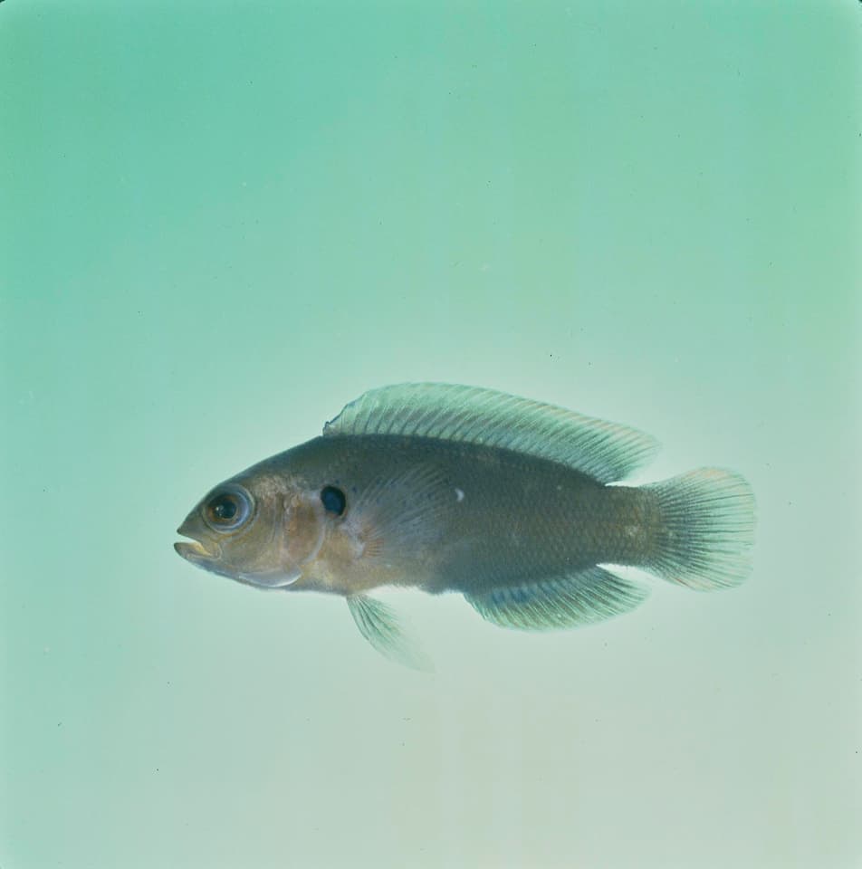 ภาพประกอบของ ปลาดอตตี้แบ็คเทียมเขียวมะกอก (Pseudochromis linda)