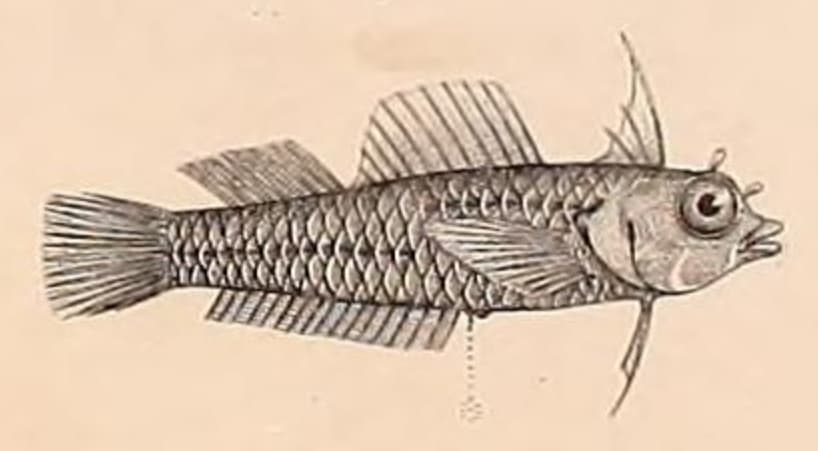 ภาพประกอบของ ปลาดอตตี้แบ็คเขียวมะกอก (Pseudochromis olivaceus)