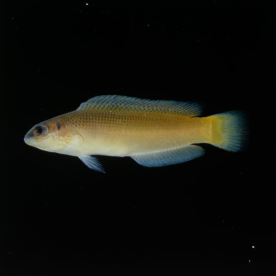 ภาพประกอบของ ปลาดอตตี้แบ็ค omanensis (Pseudochromis omanensis)